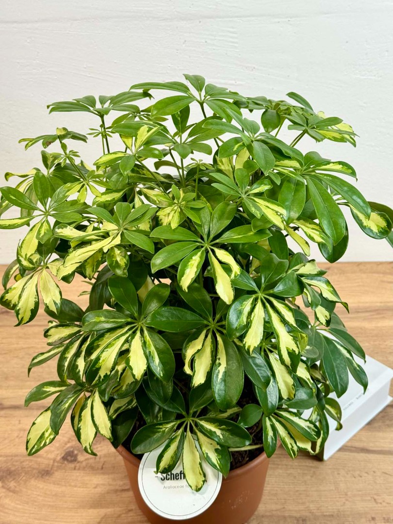 shefflera-gerda-21-50-5_4