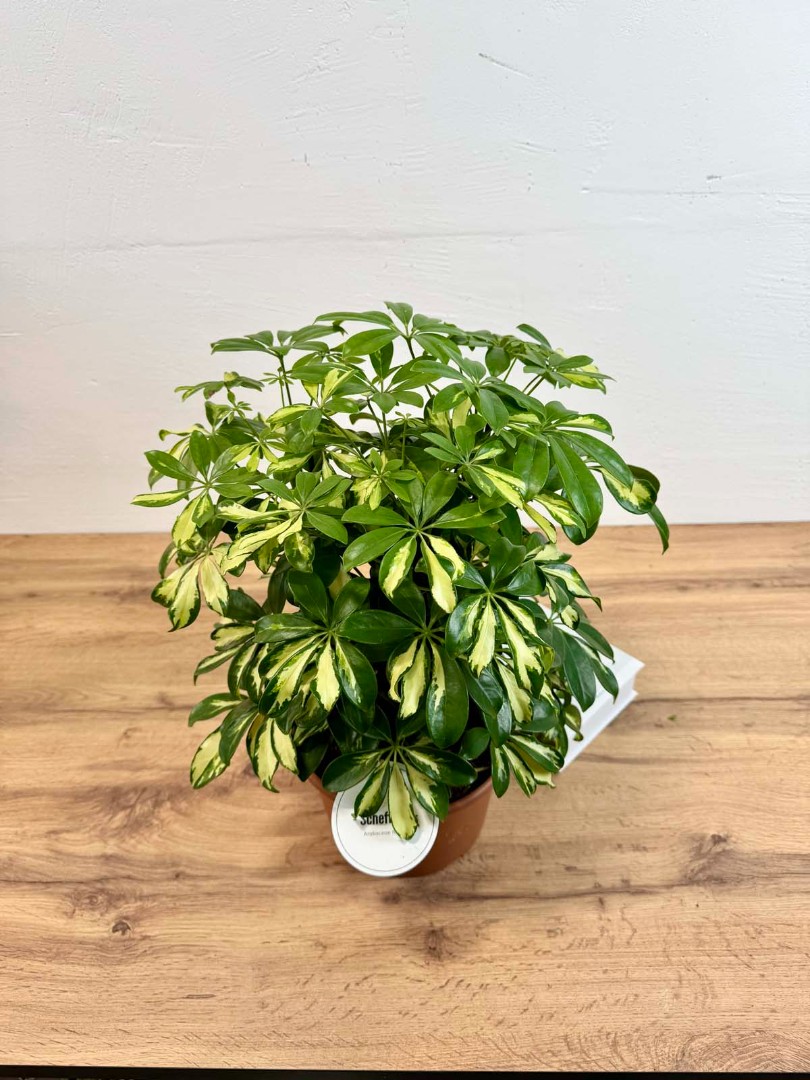 shefflera-gerda-21-50-6_5