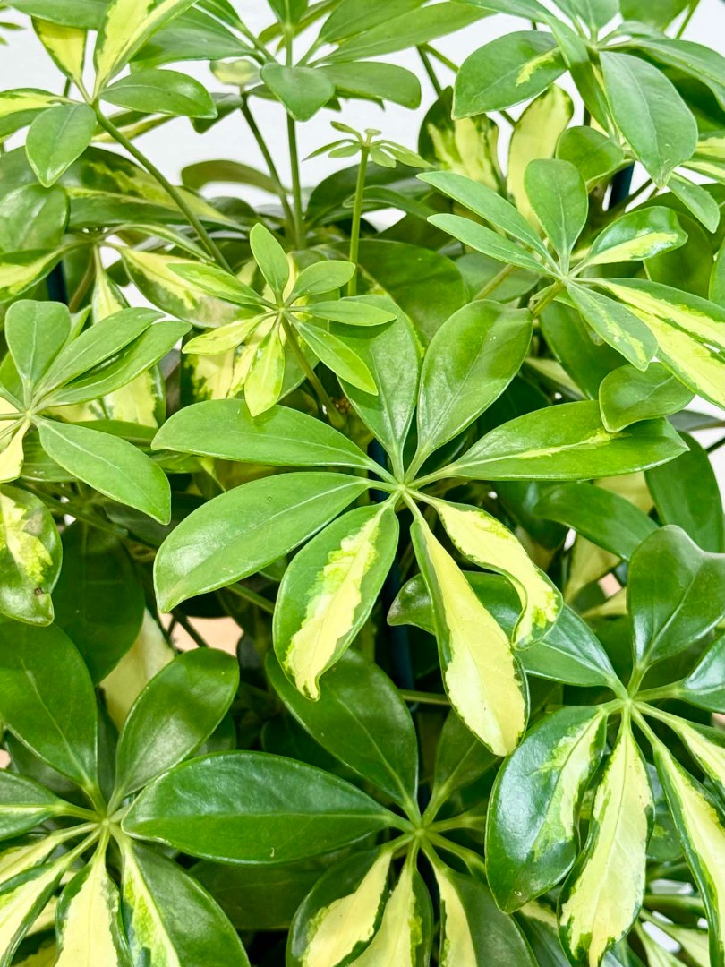 shefflera-gerda-21-50-7_6