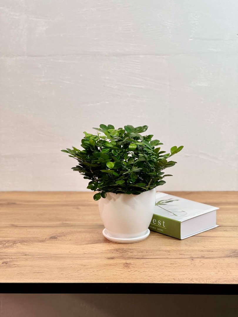 murraia-panikulyata-bely-10-25-1_0