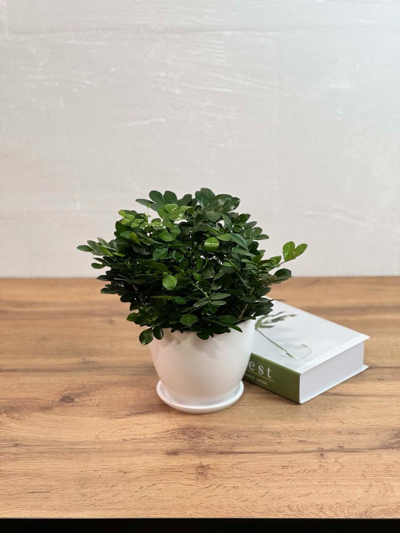 murraia-panikulyata-bely-10-25-2_1