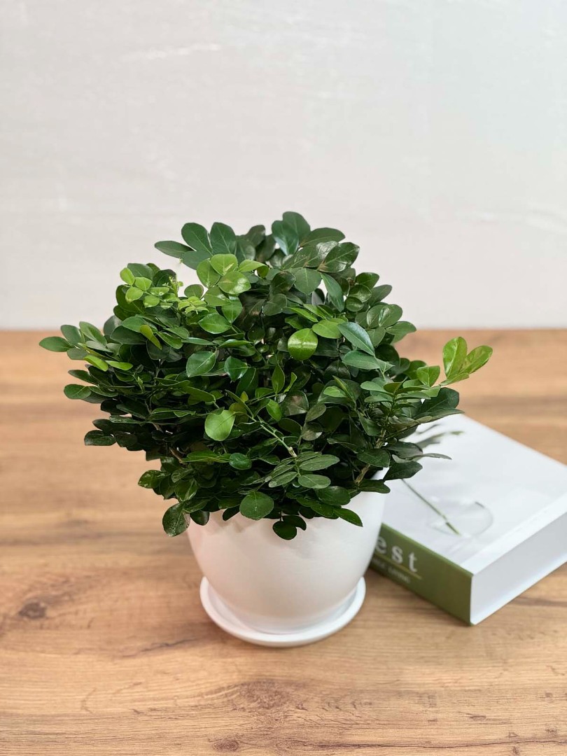 murraia-panikulyata-bely-10-25-3_2