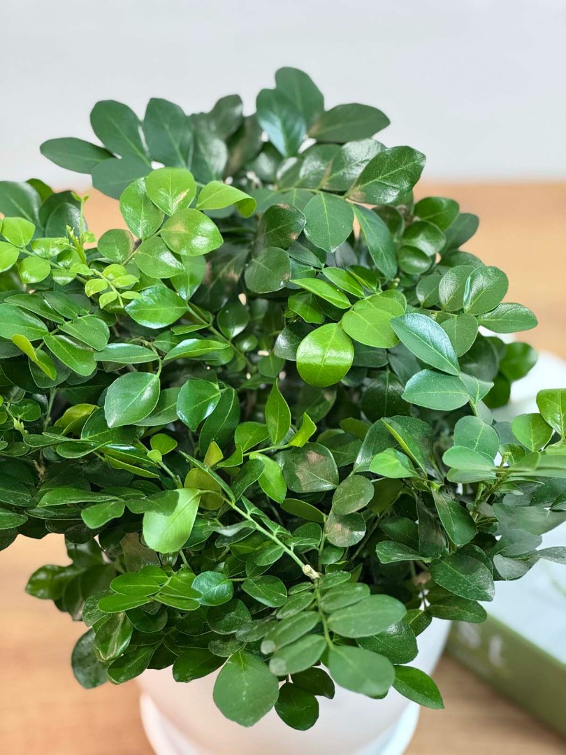 murraia-panikulyata-bely-10-25-4_3