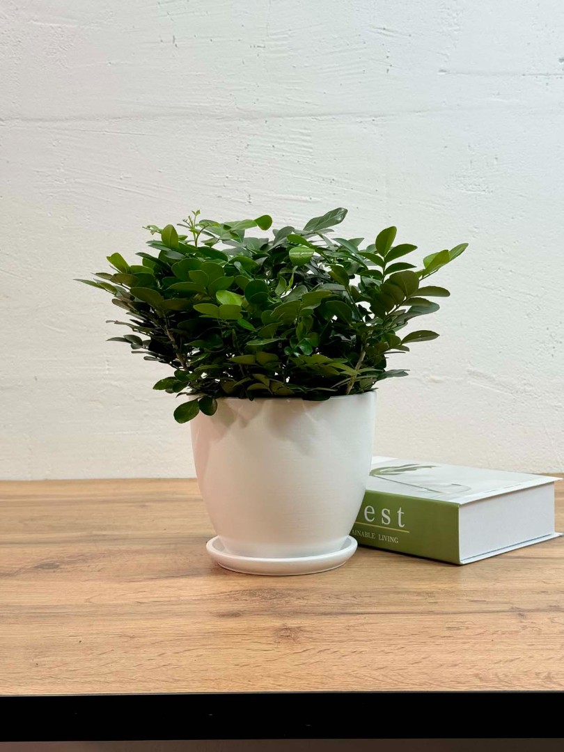 murraia-panikulyata-bely-10-25-5_4