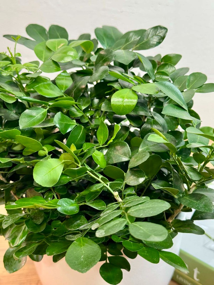 murraia-panikulyata-bely-10-25-6_5