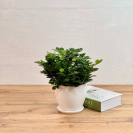 Муррайя Паникулята D:10см H:25см (Апельсиновый жасмин)