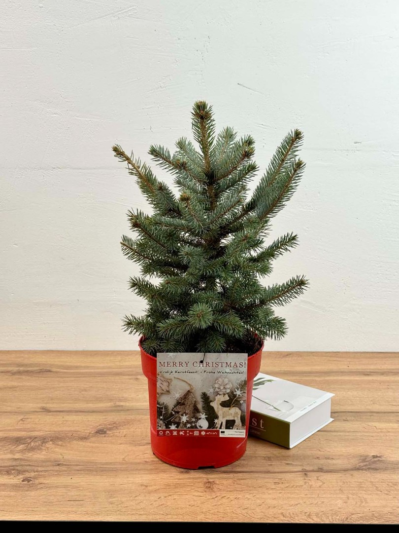 el-golubaya-21-50-1_0