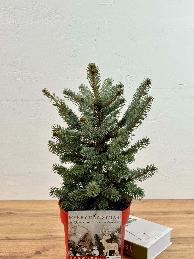 el-golubaya-21-50-2_1