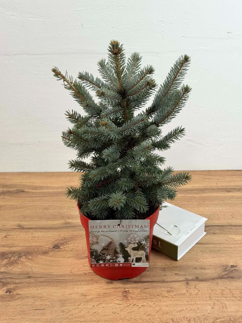 el-golubaya-21-50-3_2