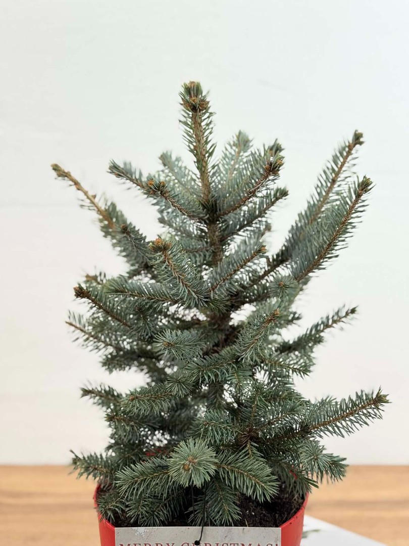 el-golubaya-21-50-4_3