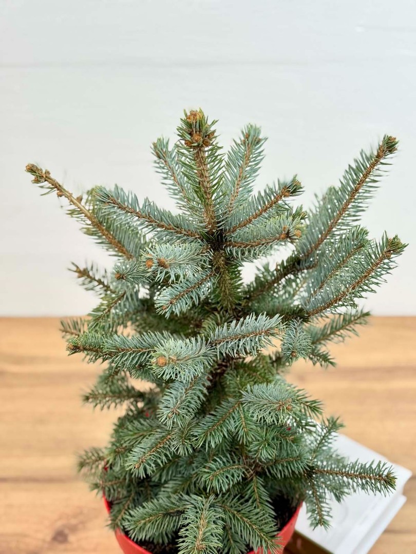 el-golubaya-21-50-5_4