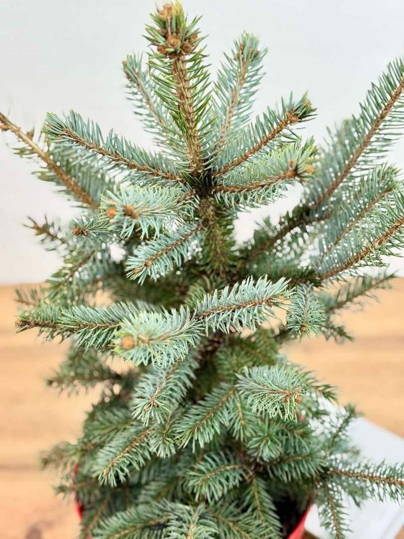 el-golubaya-21-50-6_5