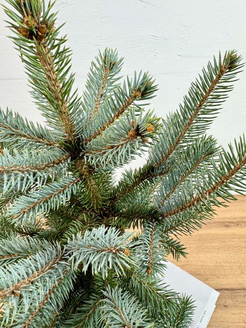 el-golubaya-21-50-7_6