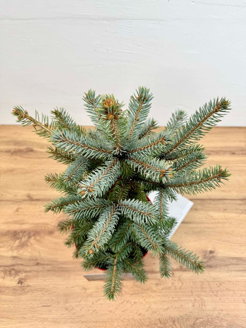 el-golubaya-21-50-8_7