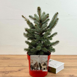 Ель голубая Picea Pungens 'Super Blue' D:21см H:50см
