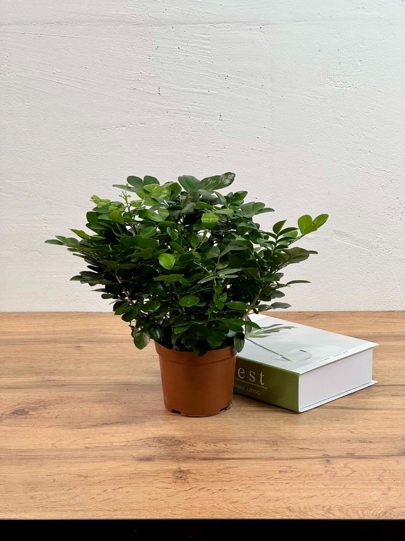 murraia-panikulata-10-50-1_0