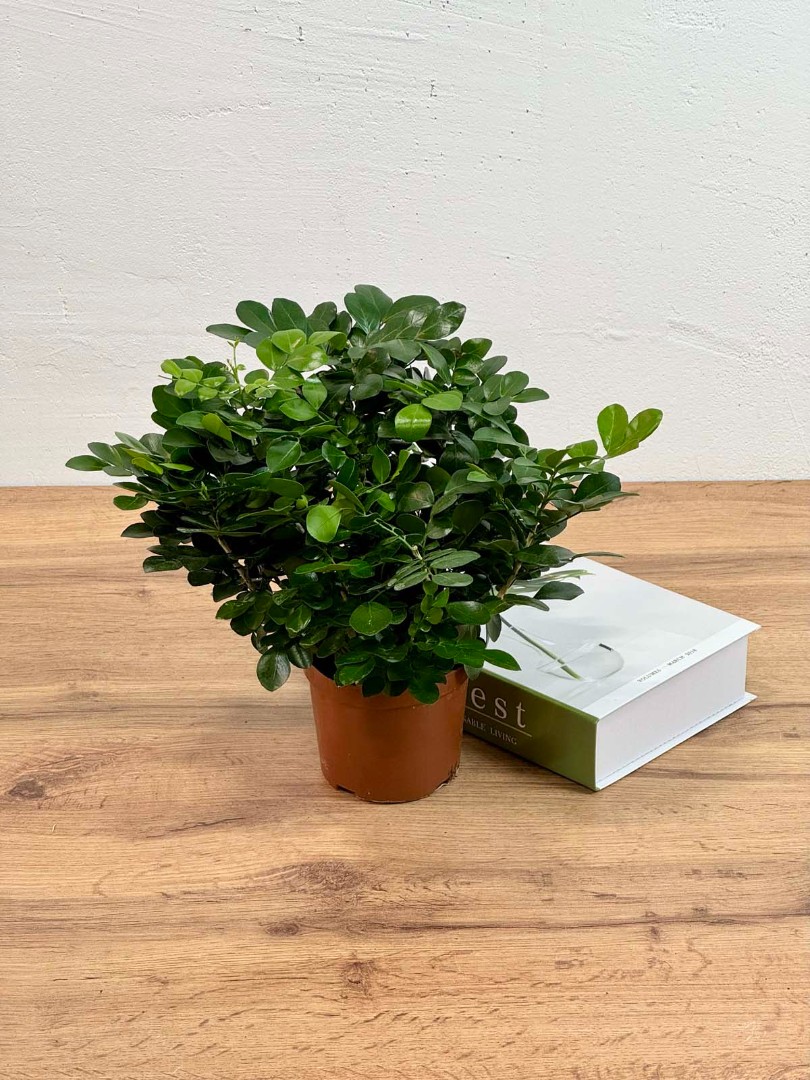 murraia-panikulata-10-50-2_1