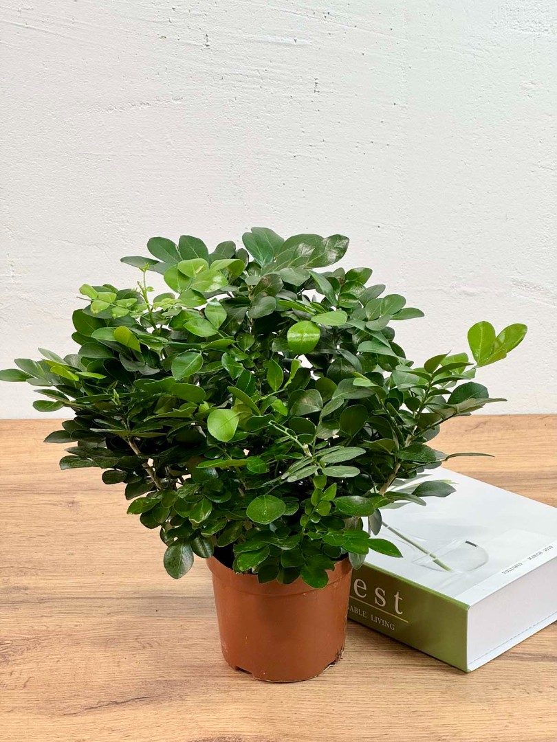 murraia-panikulata-10-50-3_2