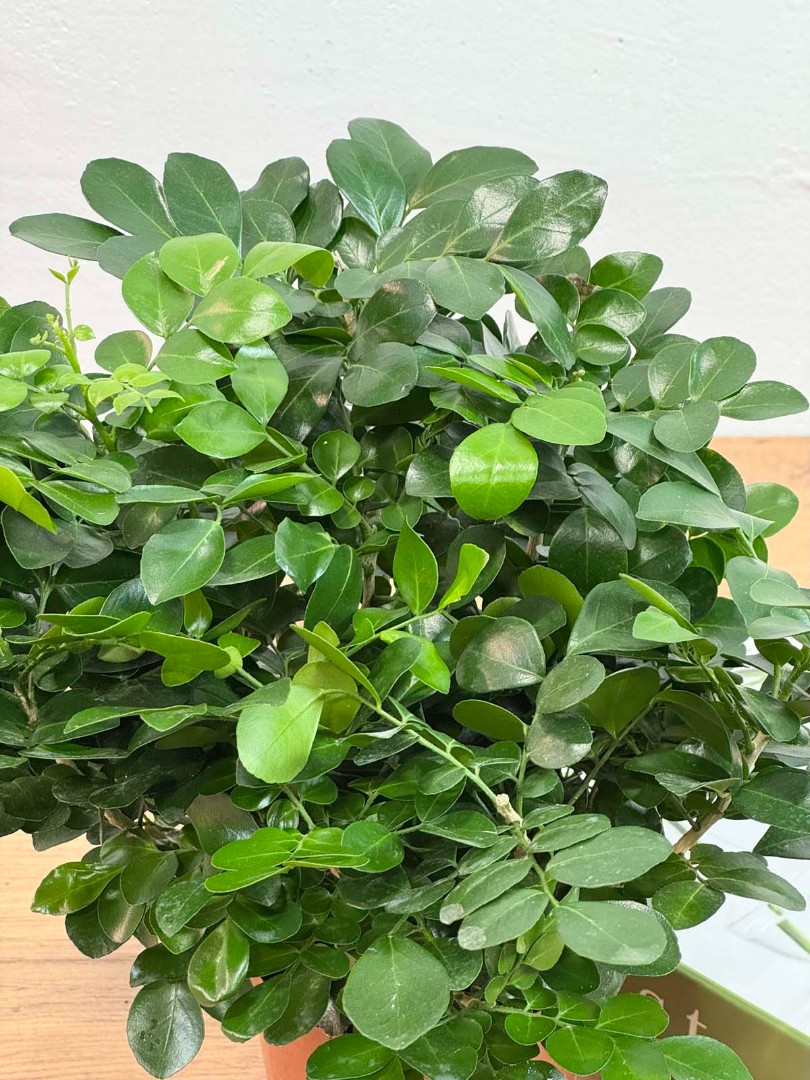 murraia-panikulata-10-50-4_3