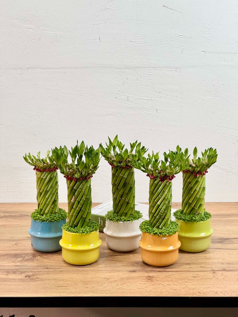 bambuk-laki-v-keram-10-30-1_0