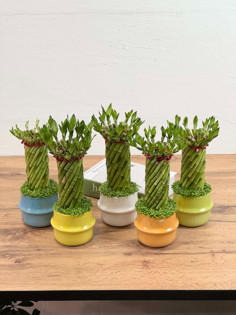 bambuk-laki-v-keram-10-30-2_1