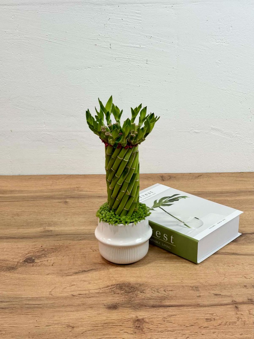 bambuk-laki-v-keram-10-30-3_2