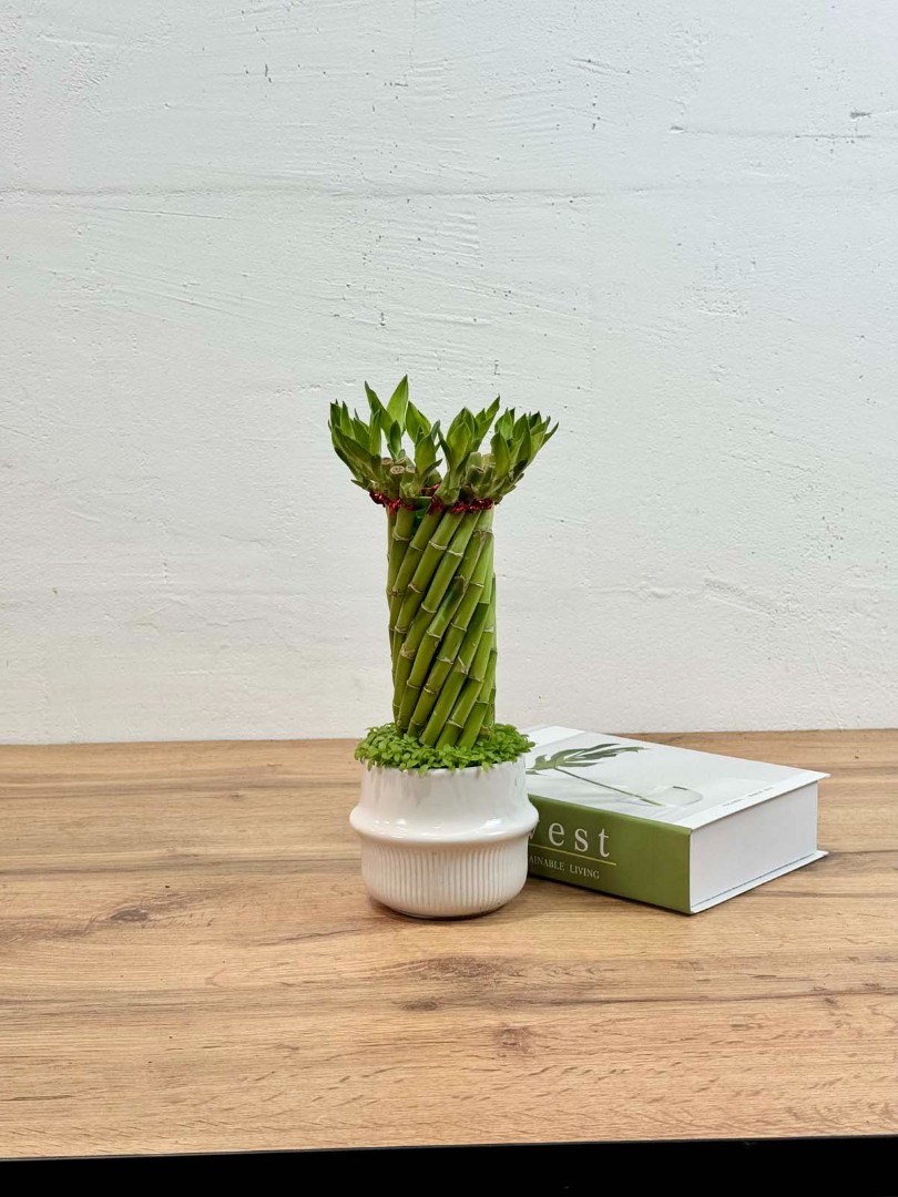 bambuk-laki-v-keram-10-30-4_3