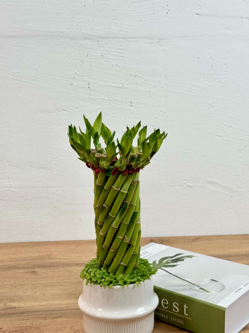 bambuk-laki-v-keram-10-30-5_4