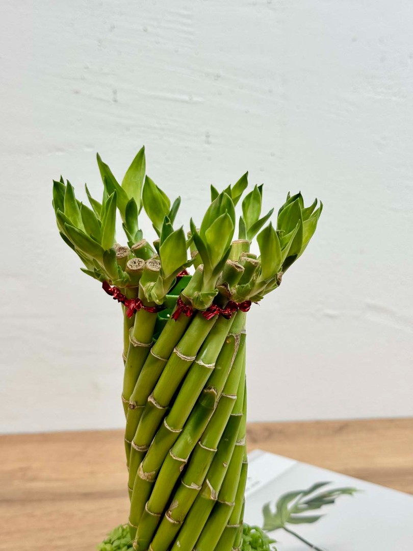 bambuk-laki-v-keram-10-30-6_5