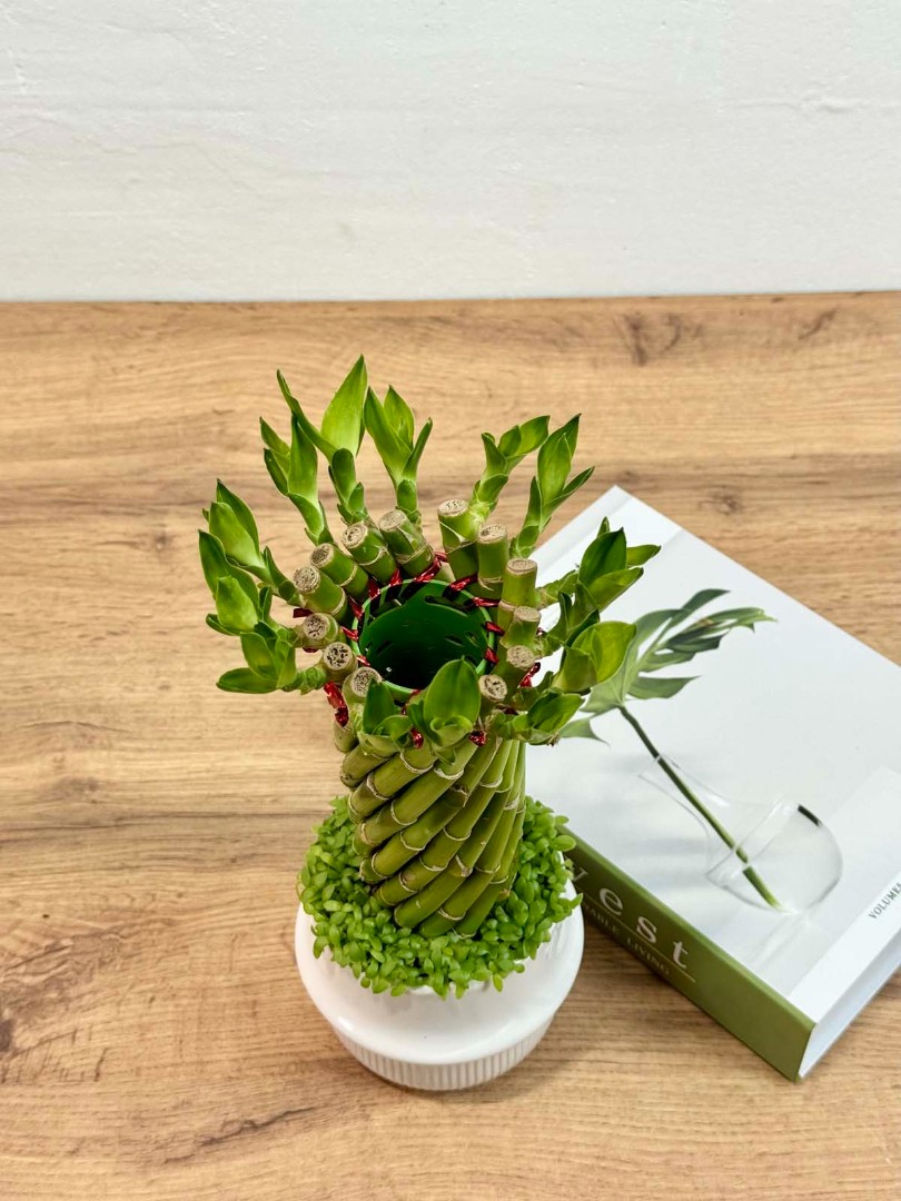 bambuk-laki-v-keram-10-30-7_6