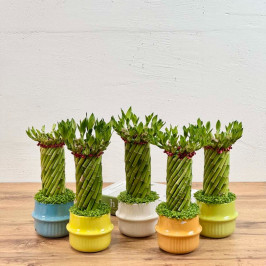 Бамбук лаки спираль в керамике