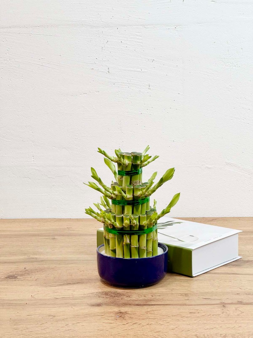 bambuk-laki-cilindr-v-kashpo-12-30-1_0