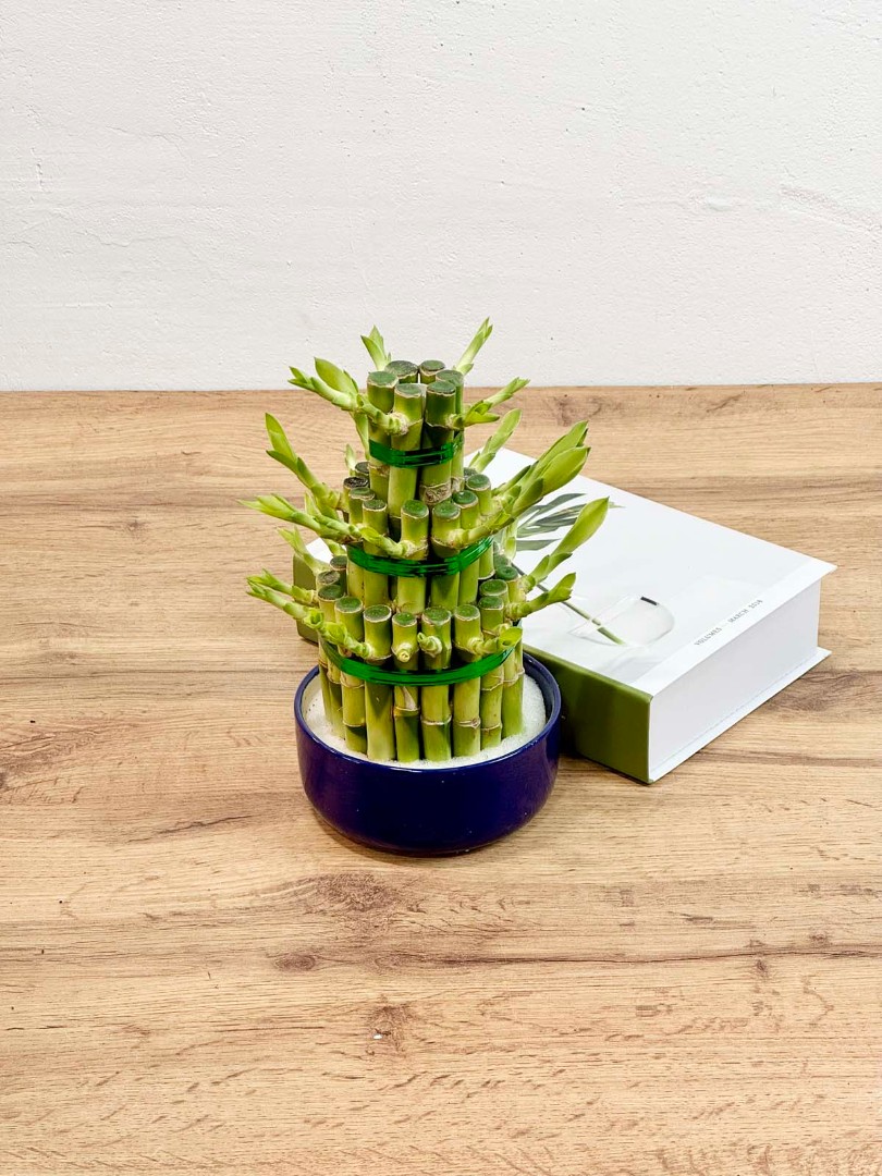 bambuk-laki-cilindr-v-kashpo-12-30-2_1