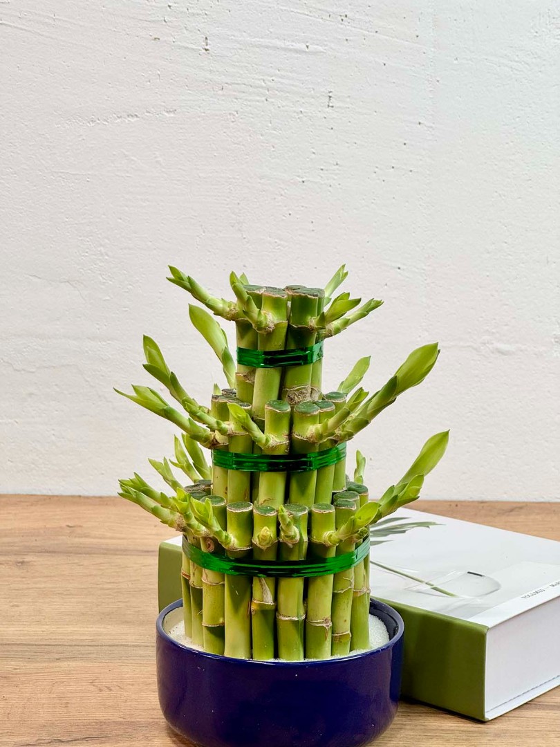 bambuk-laki-cilindr-v-kashpo-12-30-3_2