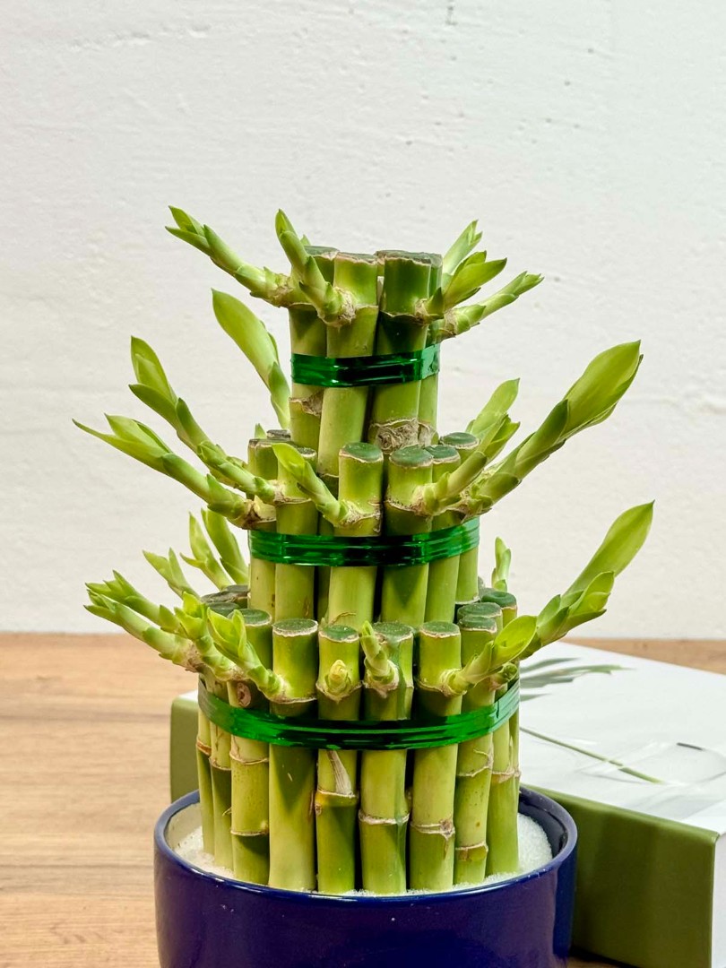 bambuk-laki-cilindr-v-kashpo-12-30-4_3