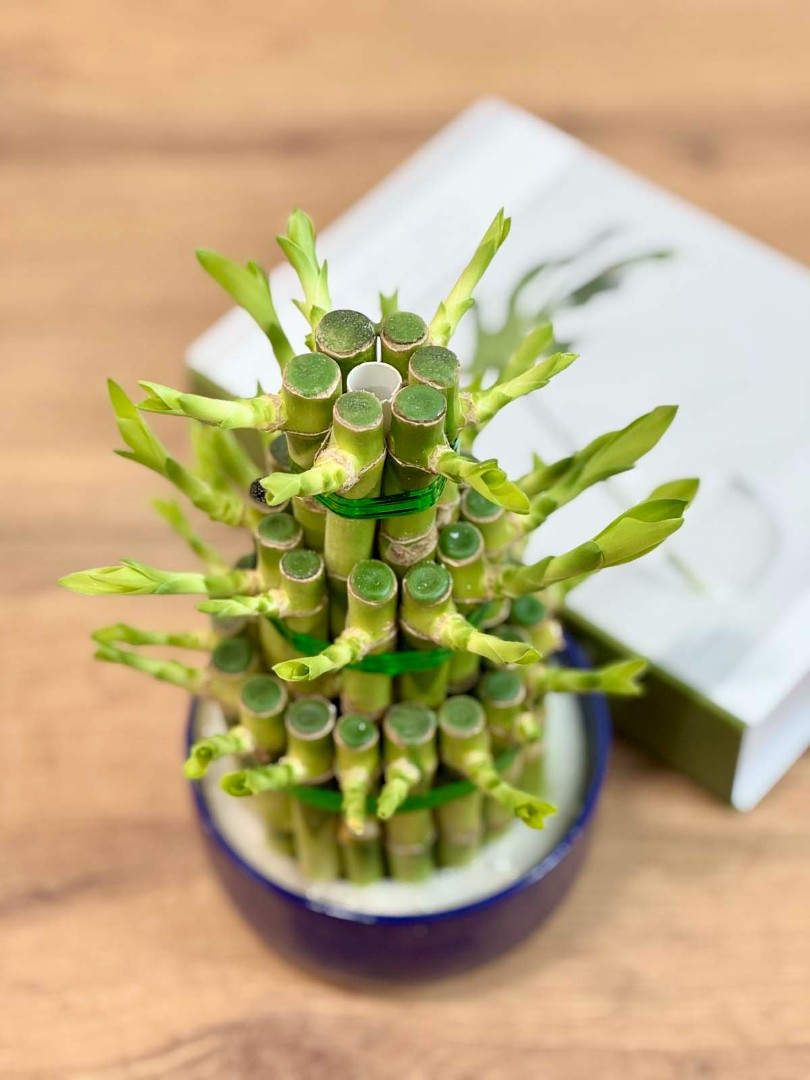 bambuk-laki-cilindr-v-kashpo-12-30-5_4