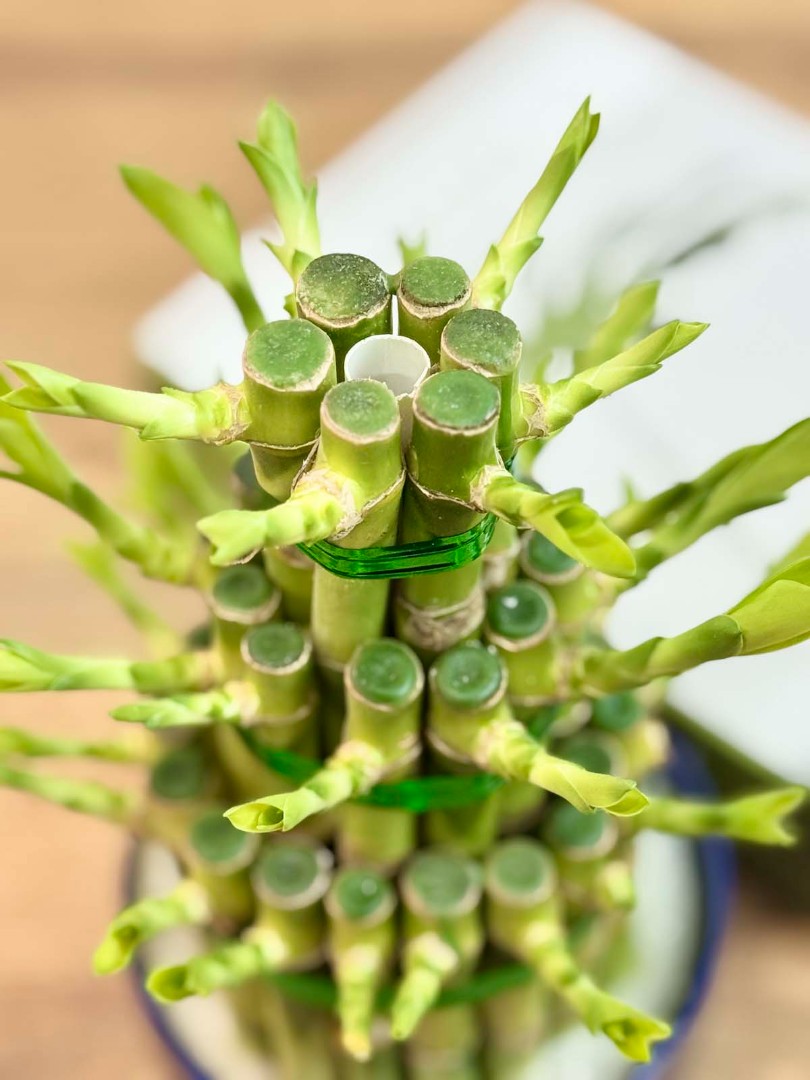 bambuk-laki-cilindr-v-kashpo-12-30-6_5