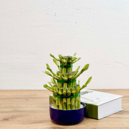 Бамбук лаки цилиндр в кашпо