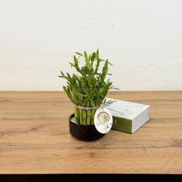 Бамбук лаки цилиндр в кашпо