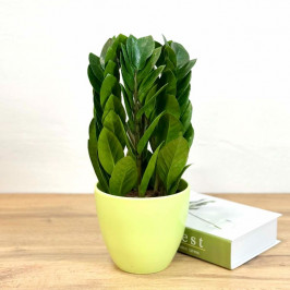 Замиокулькас Пирамида D:15CM H:40CM в салатовом горшке