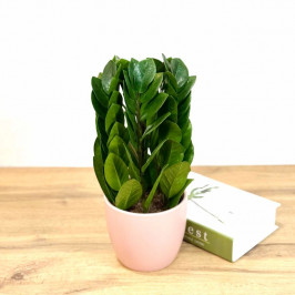 Замиокулькас Пирамида D:15CM H:40CM в розовом горшке