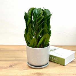 Замиокулькас Пирамида D:15CM H:40CM в светло-сером горшке