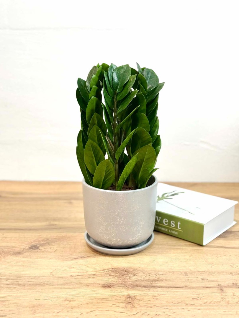 zamik-piramida-wgrey-15-40-1_0