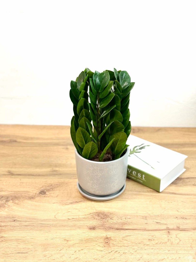 zamik-piramida-wgrey-15-40-2_1