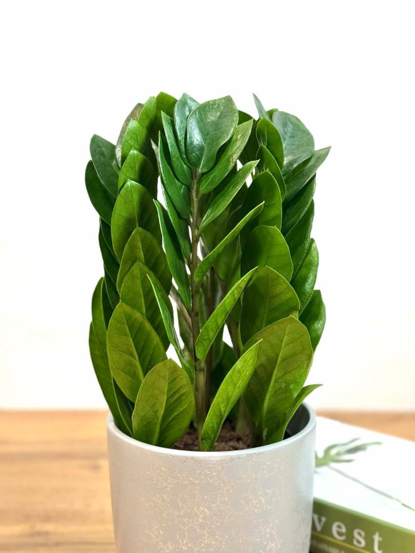 zamik-piramida-wgrey-15-40-3_2