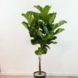 Фикус Лирата штамб  D:23СМ H:110СМ