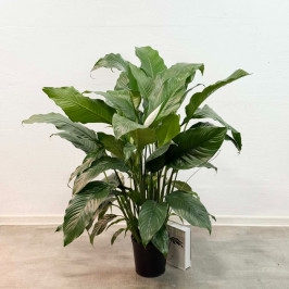 Спатифиллум Патини D:19см H:120см