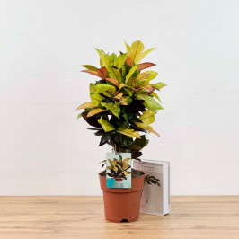 Кротон Миссис Айстон D:19см H:70см