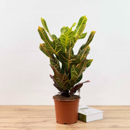 Кротон Экселент  D:19см H:70см