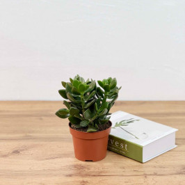 Денежное дерево D:12см H:25см